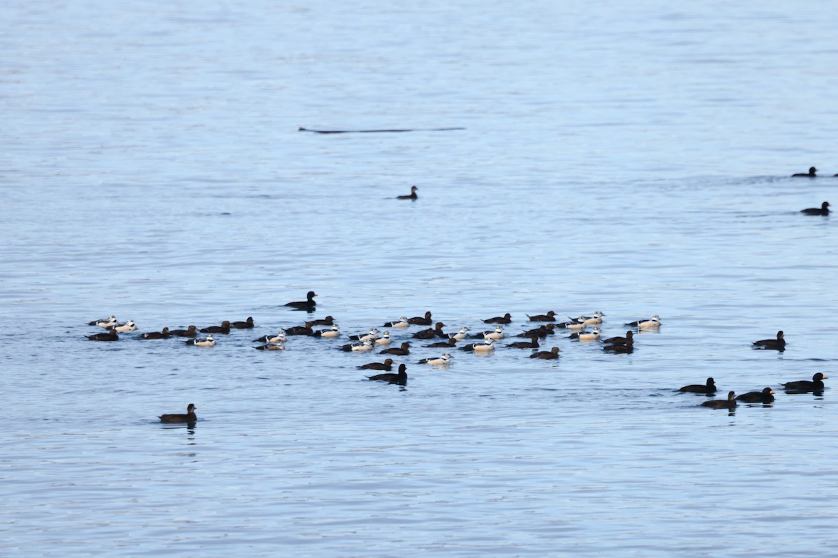 stellerand - ML648022395