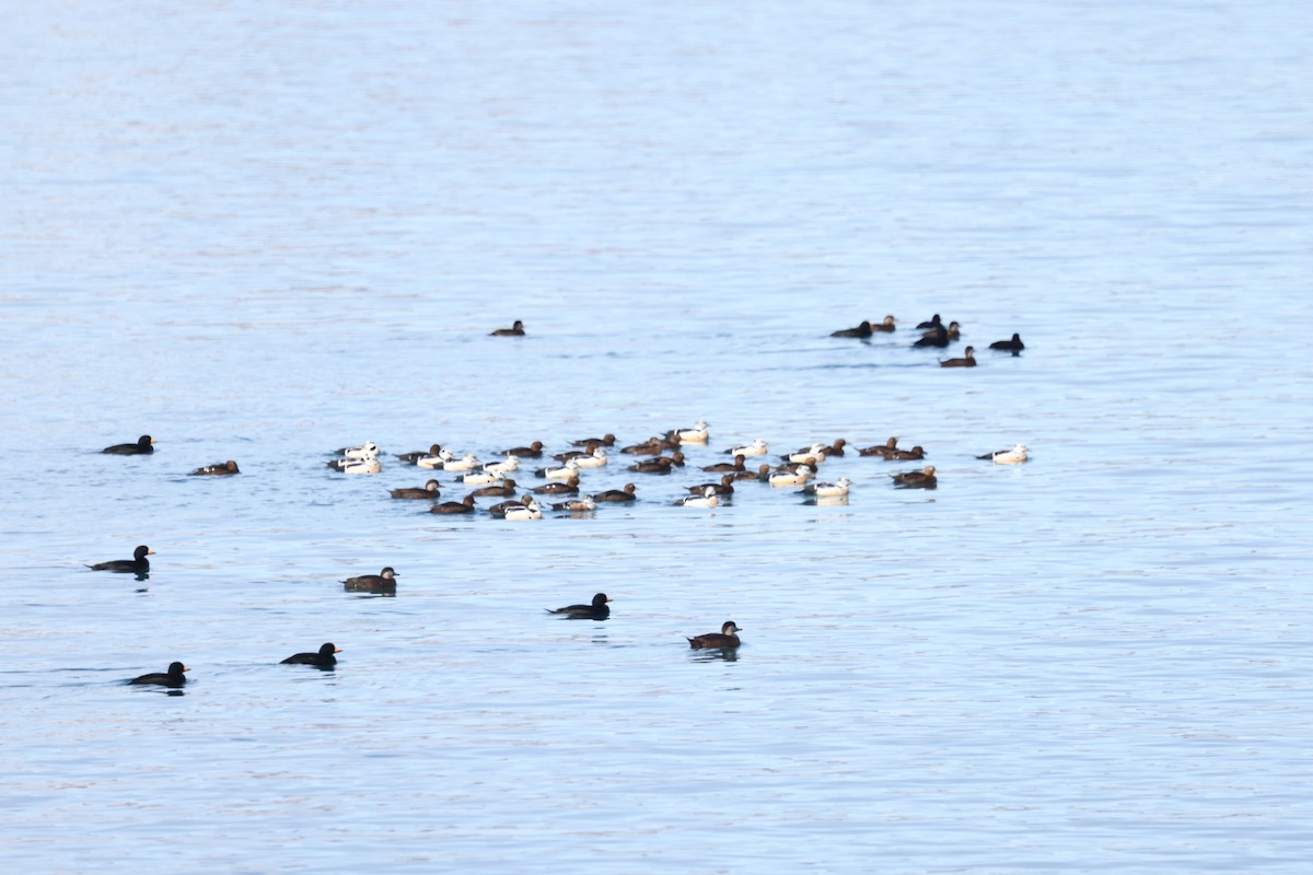 stellerand - ML648022396