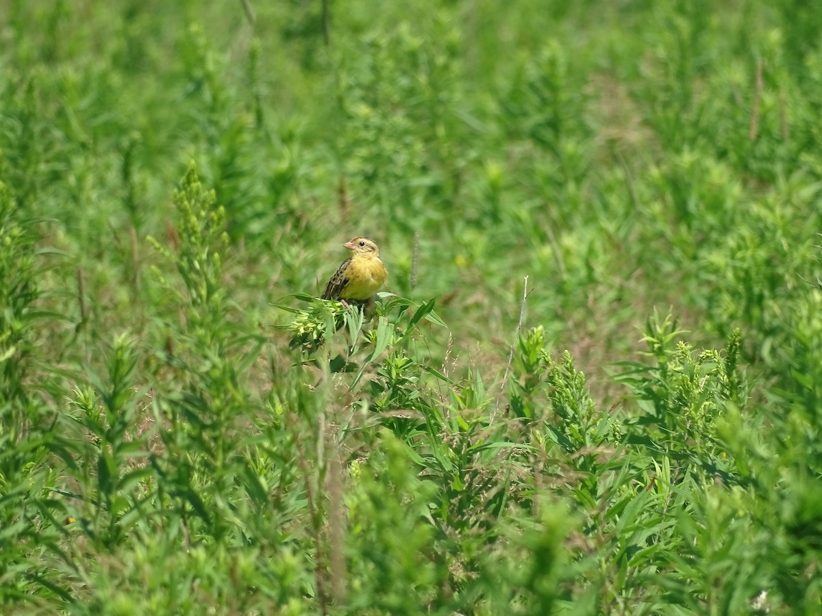 bobolink americký - ML64802251