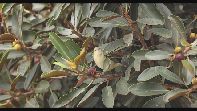 Bay-breasted Warbler - ML648022539