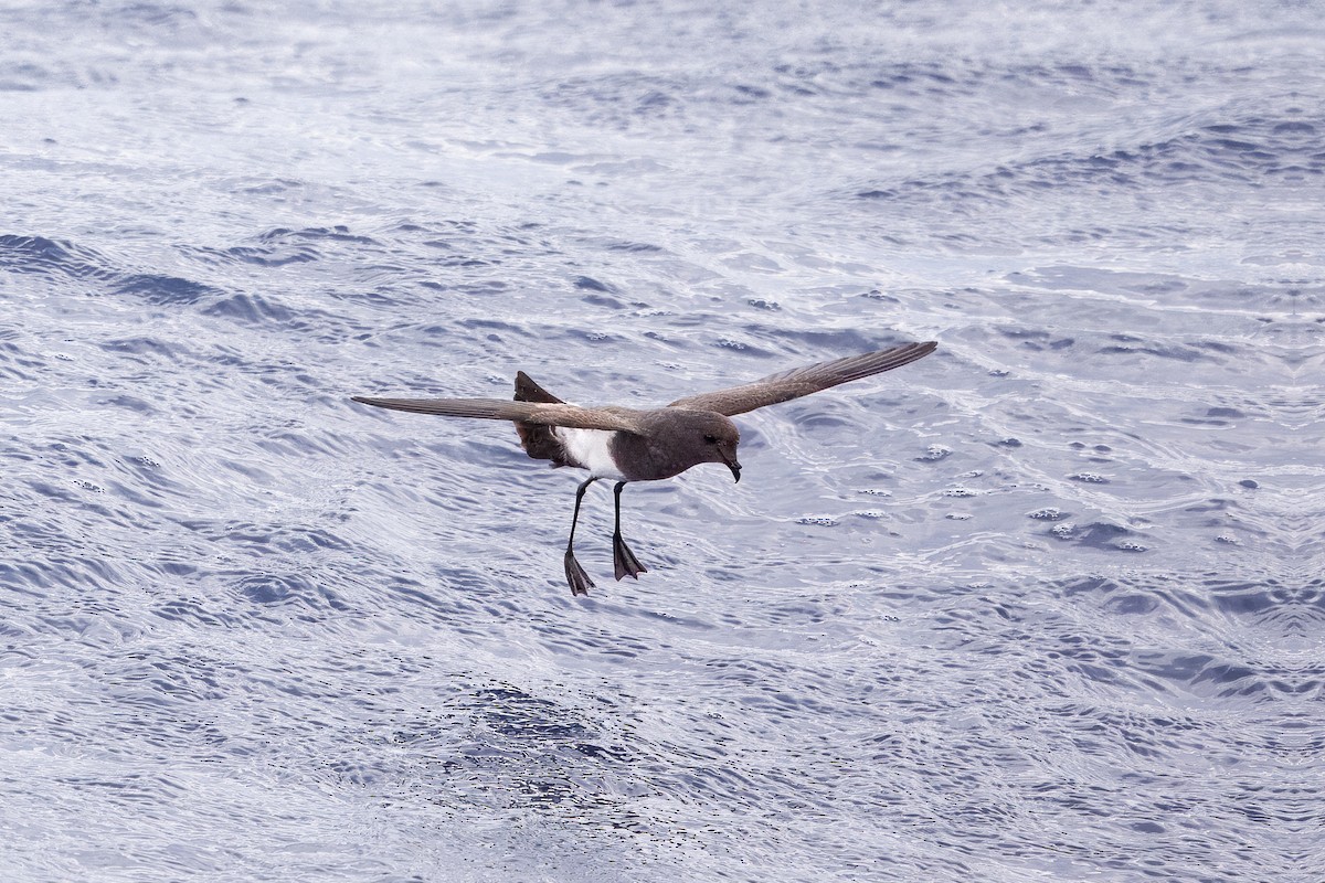 svartbukstormsvale - ML648022607