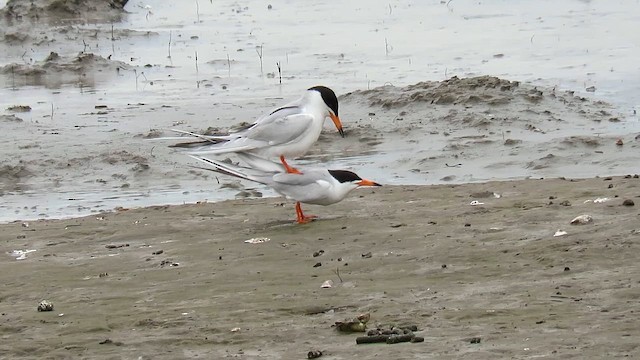 Черноухая крачка - ML648024487