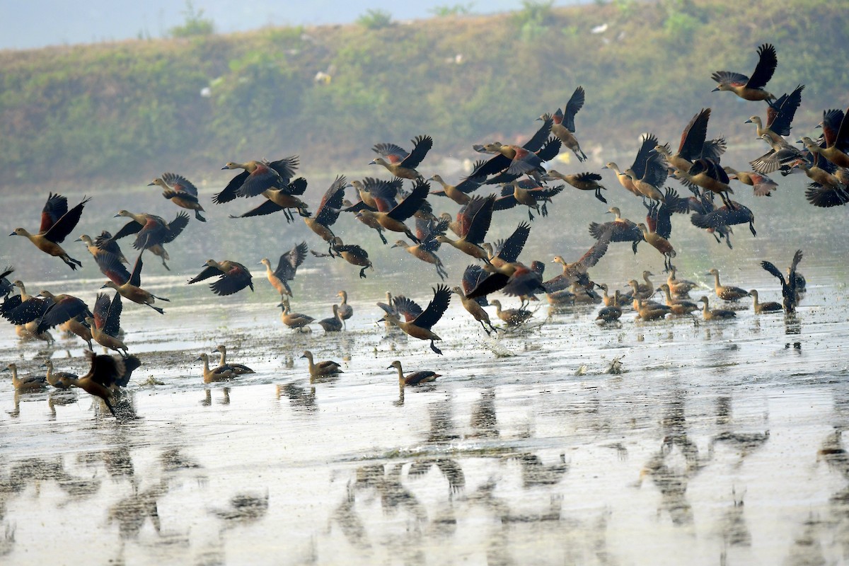 eBird Checklist - 1 Jan 2026 - Chittaranjan, Karnail Singh Park, West ...