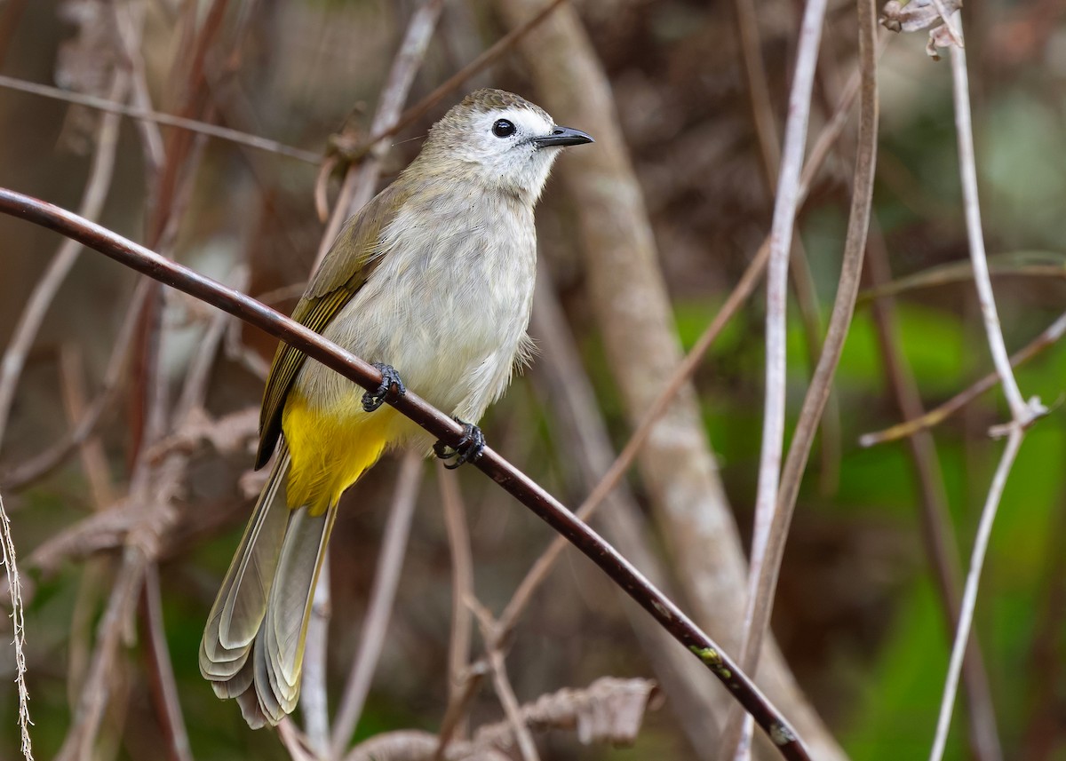 Pale-faced Bulbul - ML648025735