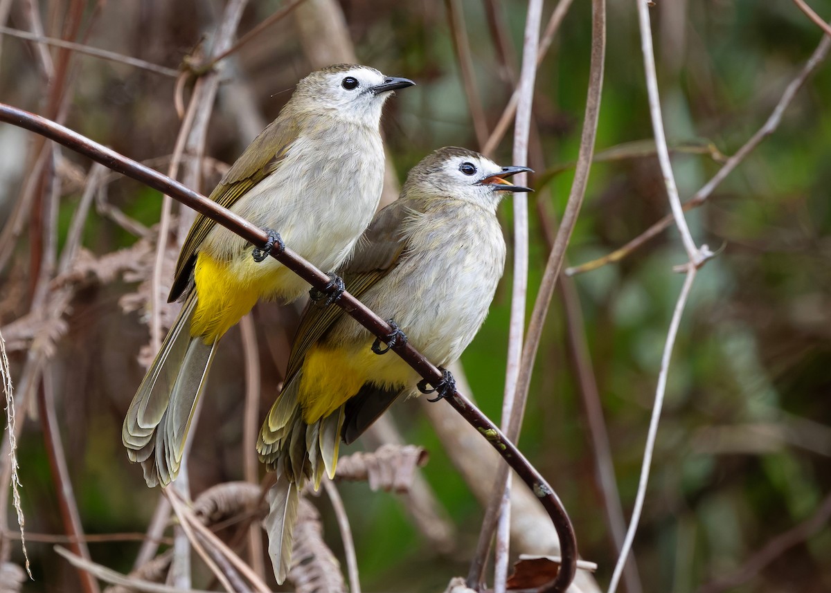 Pale-faced Bulbul - ML648025736