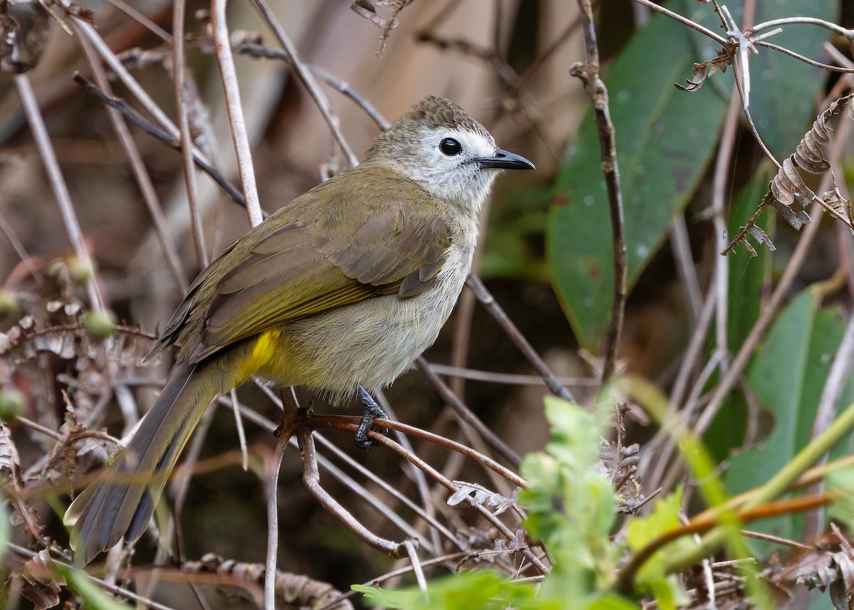 Pale-faced Bulbul - ML648025737