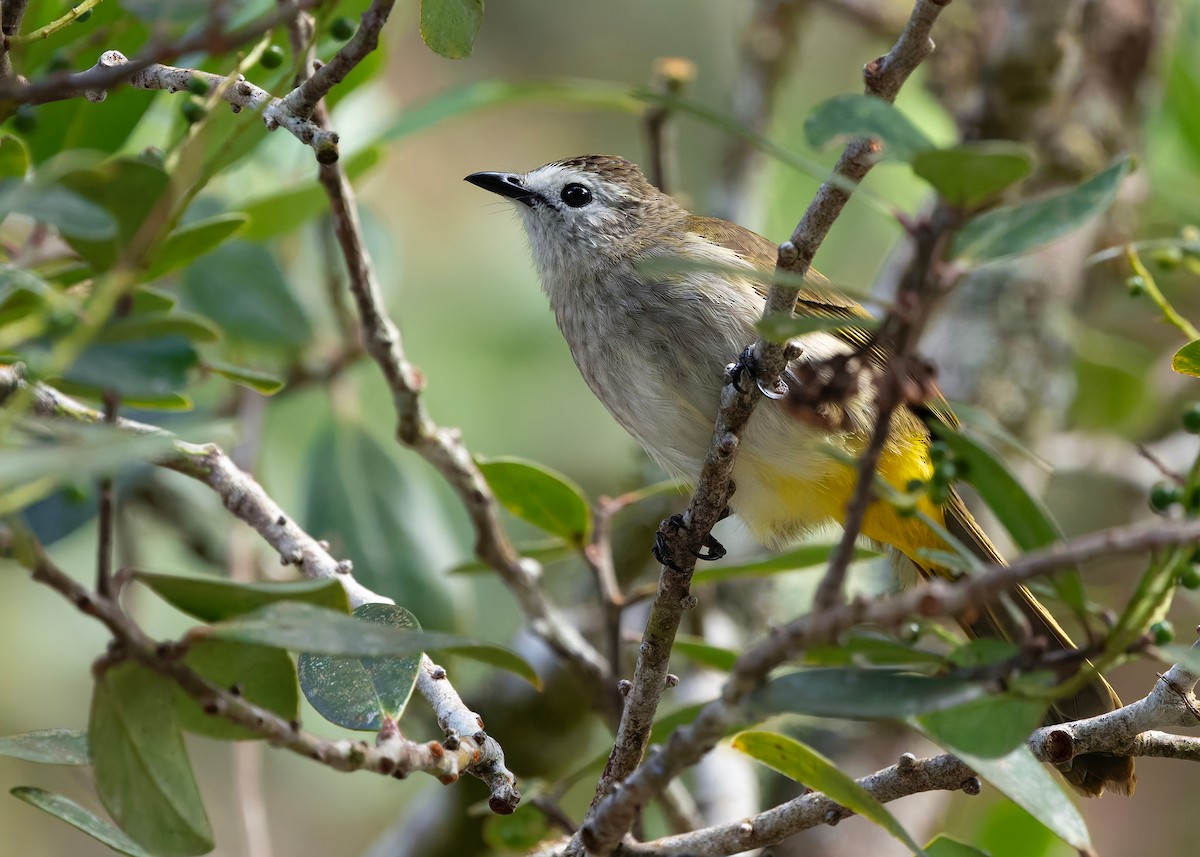 Pale-faced Bulbul - ML648025738