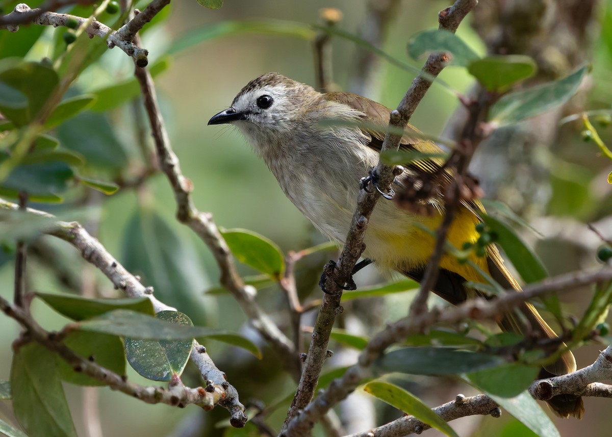 Pale-faced Bulbul - ML648025739