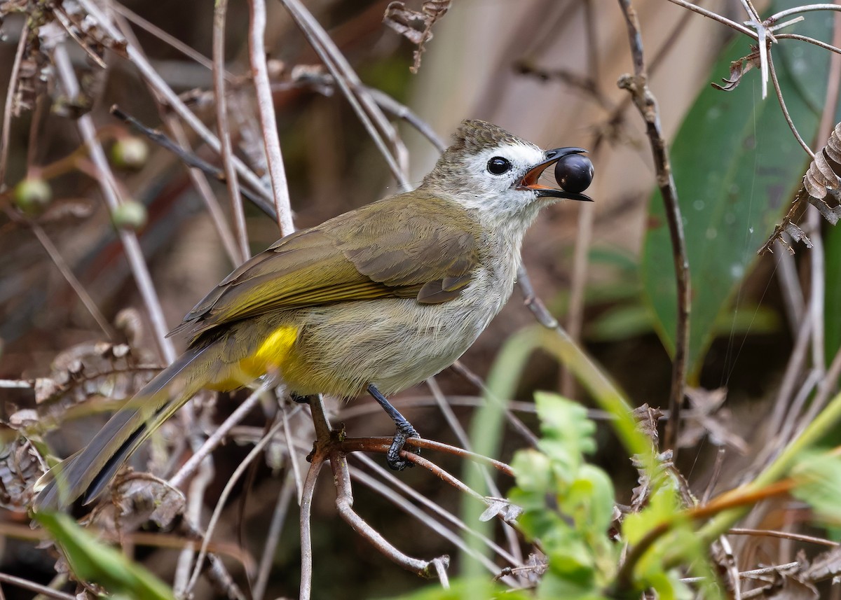 Pale-faced Bulbul - ML648025740