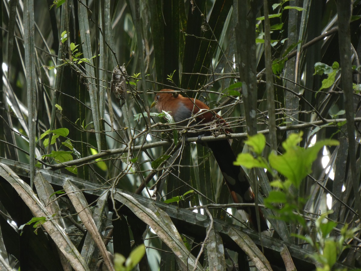Common Squirrel-Cuckoo - ML648026538