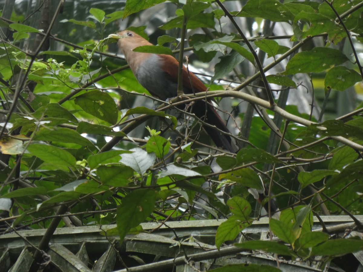 Common Squirrel-Cuckoo - ML648026539