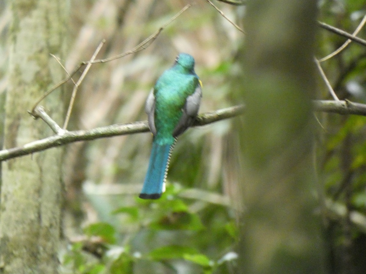 Graceful Black-throated Trogon - ML648026544