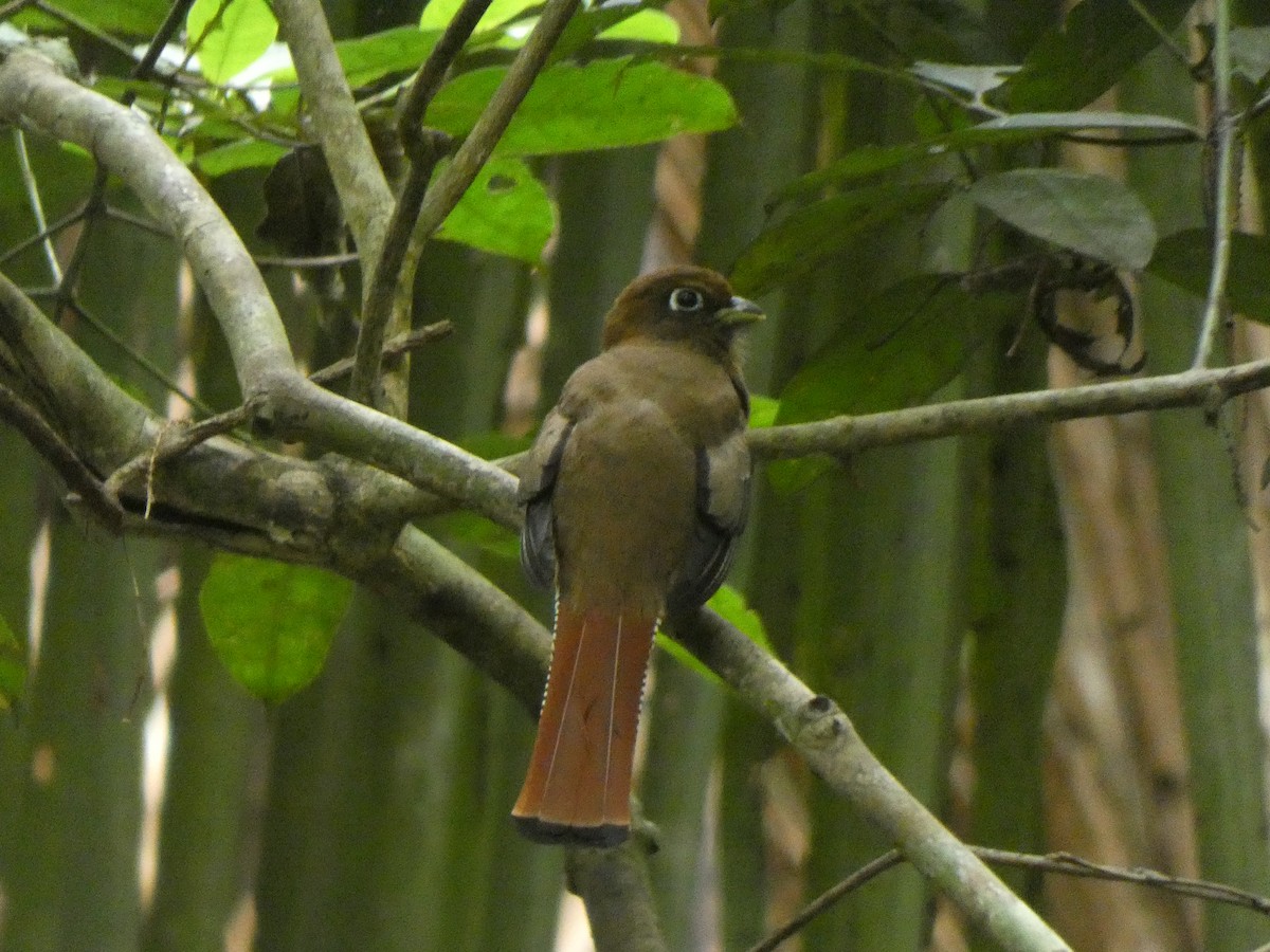 Graceful Black-throated Trogon - ML648026545