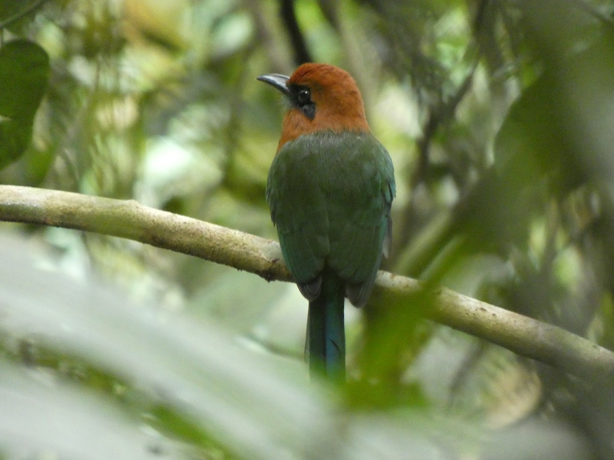 Broad-billed Motmot - ML648026557