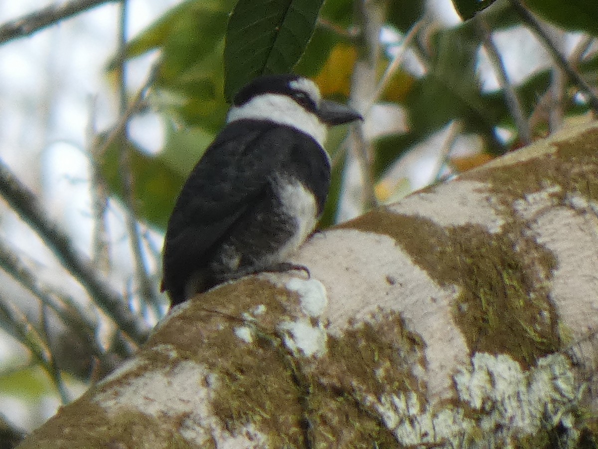 White-necked Puffbird - ML648026595