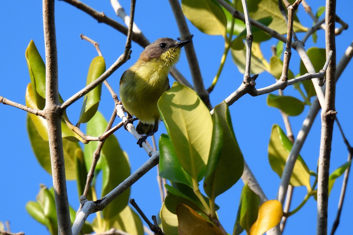 Ріроріро золотоволий - ML648026596
