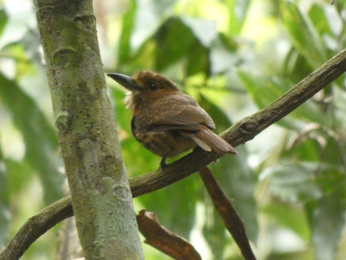 White-whiskered Puffbird - ML648026618