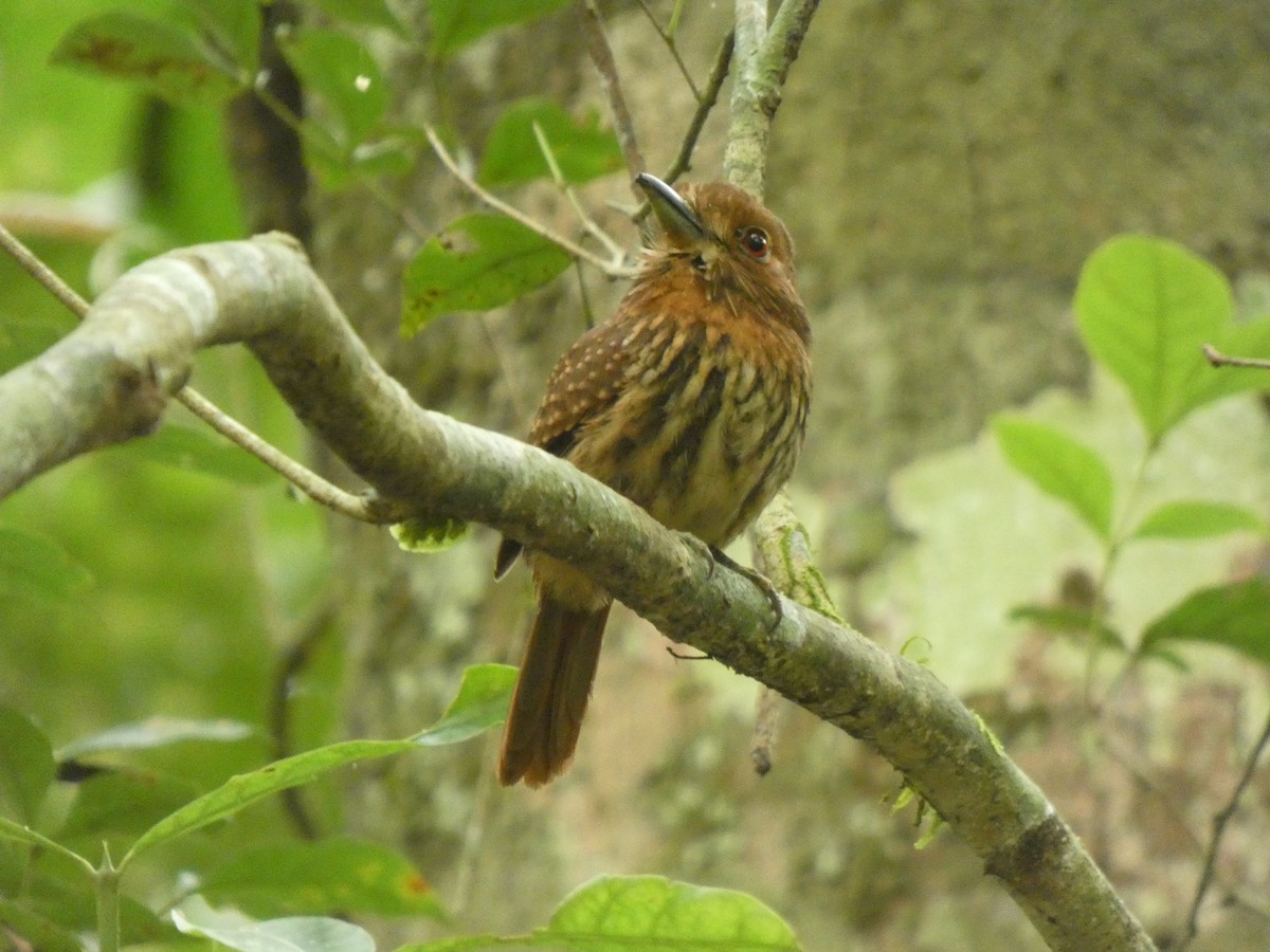 White-whiskered Puffbird - ML648026620