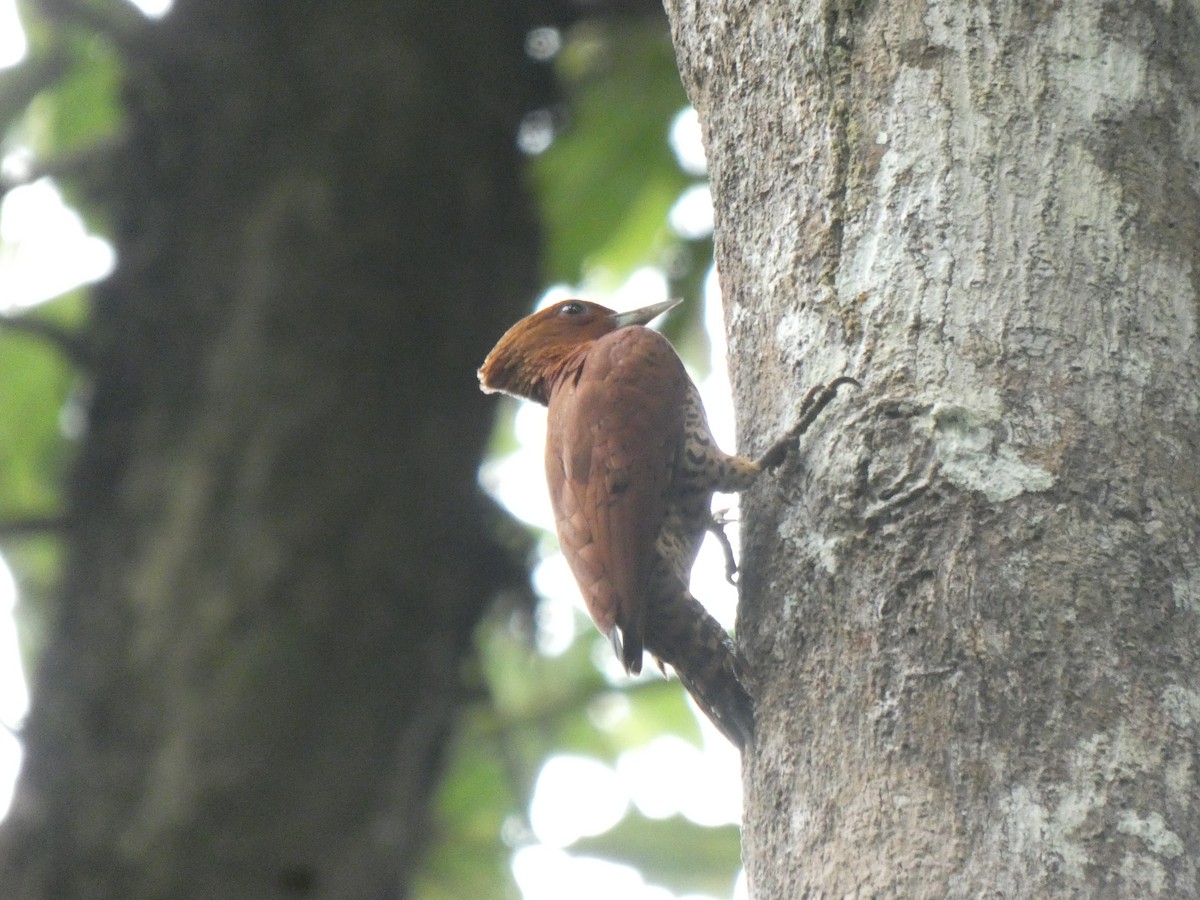 Cinnamon Woodpecker - ML648026628