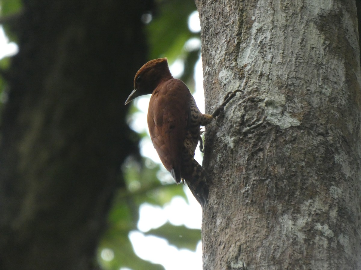 Cinnamon Woodpecker - ML648026629