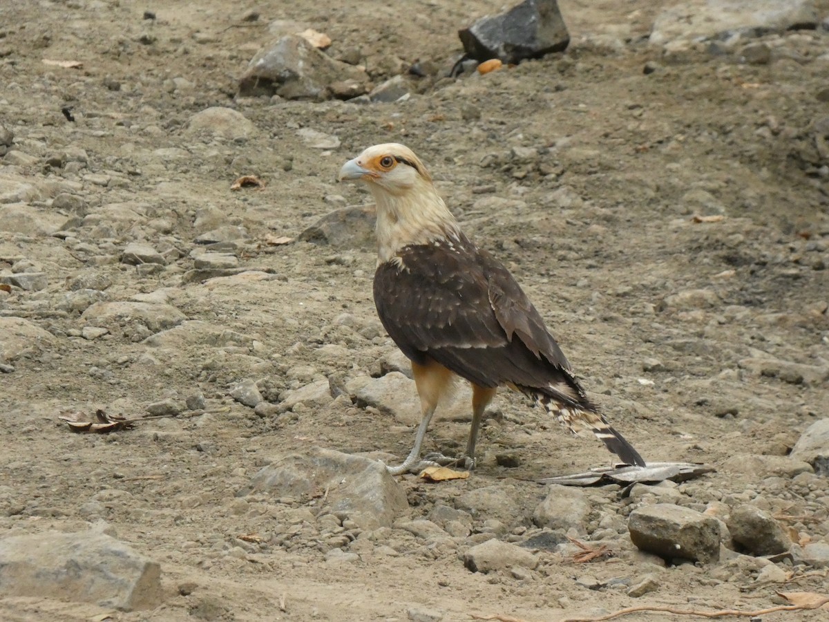 Yellow-headed Caracara - ML648026639