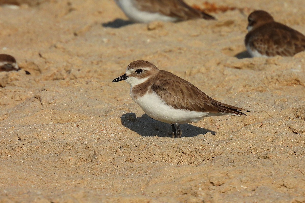 Пісочник тібетський - ML648026660
