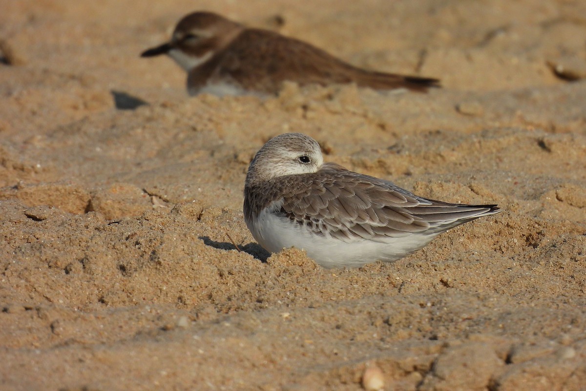 Побережник білий - ML648026669