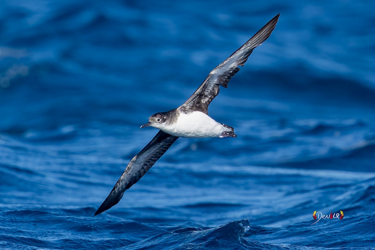 maorilire - ML648026689