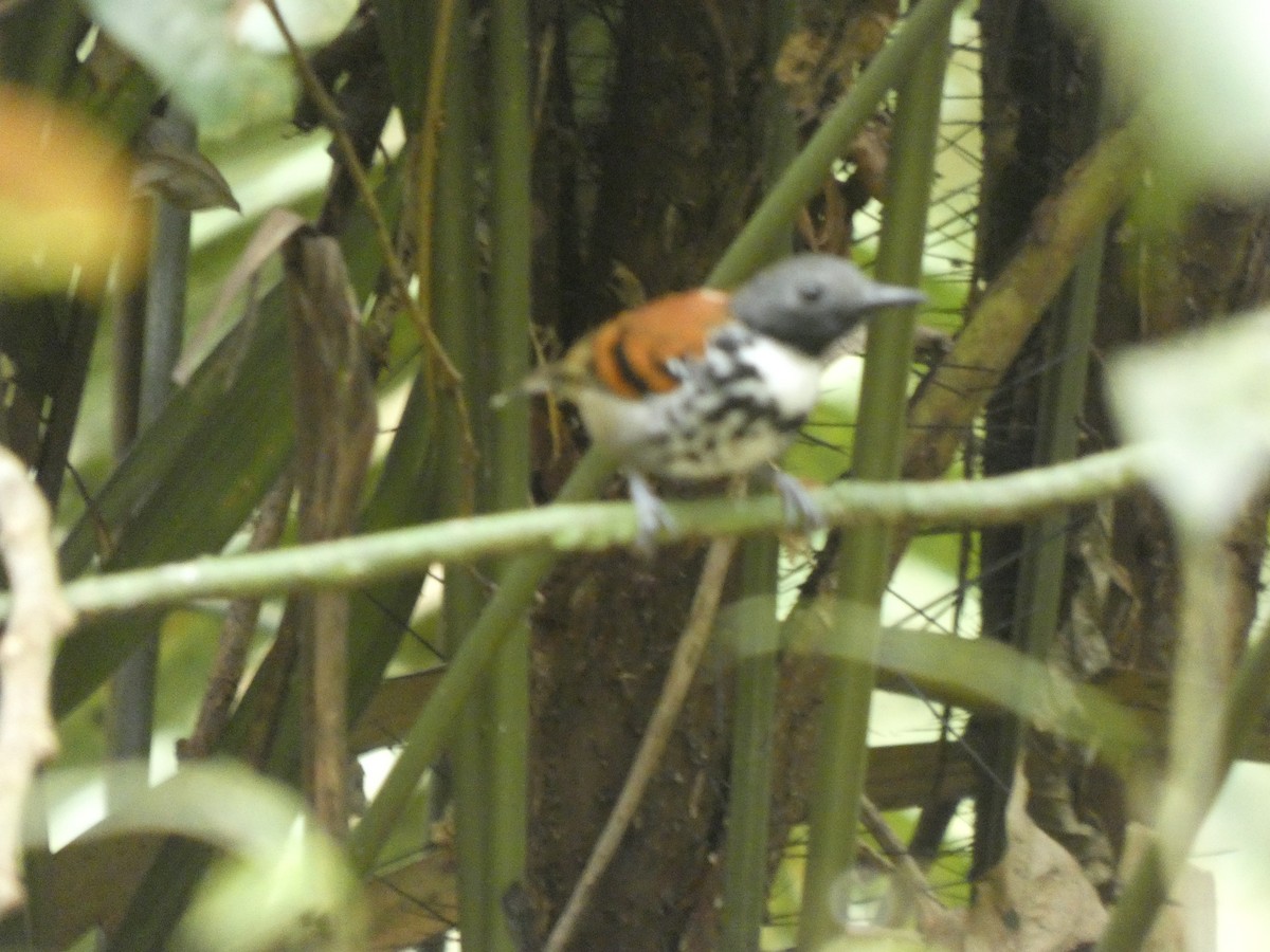 Spotted Antbird - ML648026692