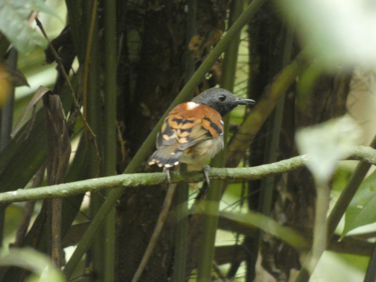 Spotted Antbird - ML648026693