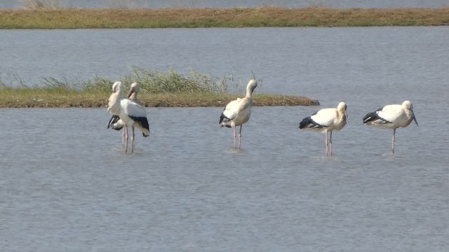 Zikoina mokobeltza - ML648026775