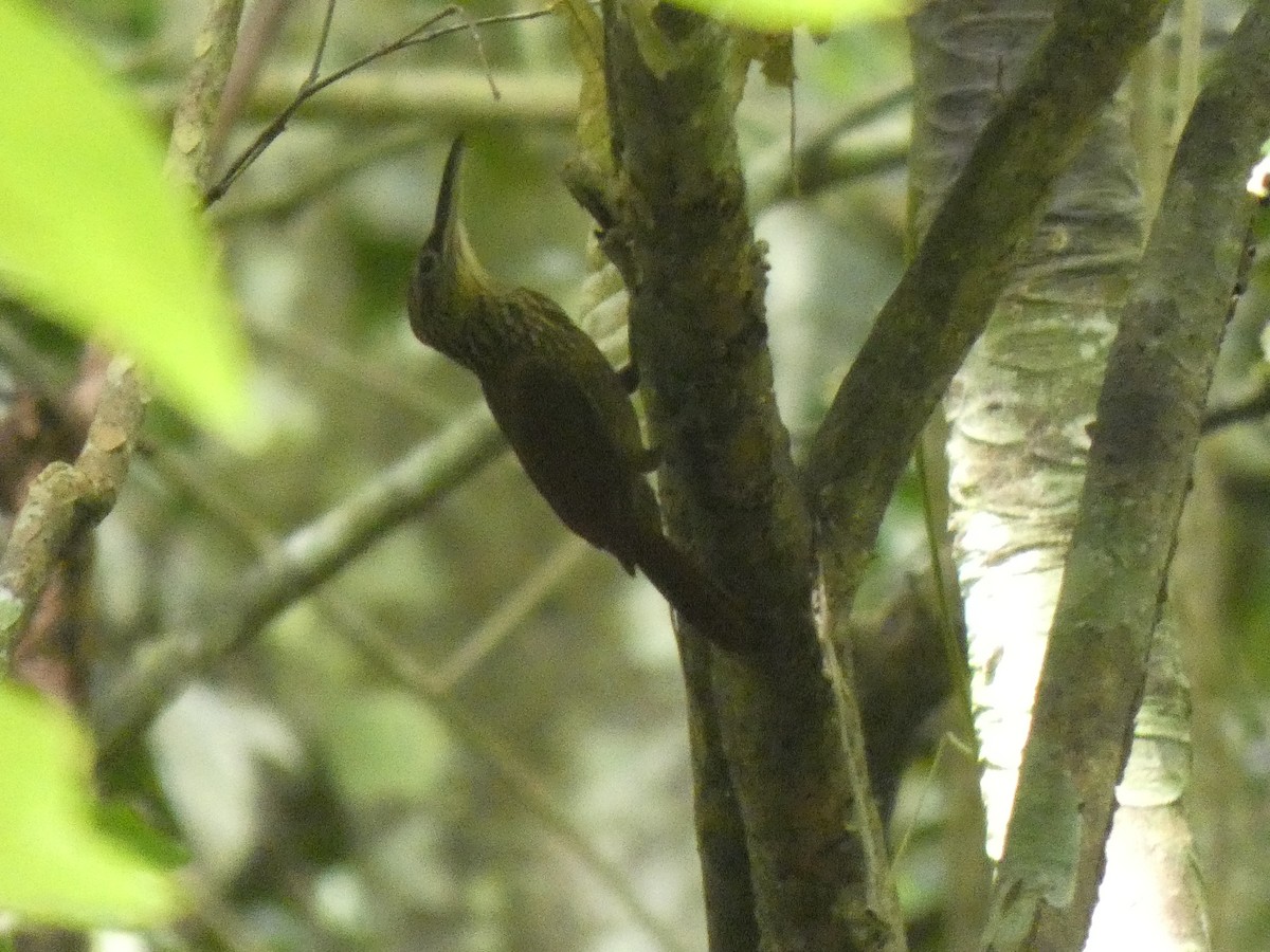 Cocoa Woodcreeper - ML648026853