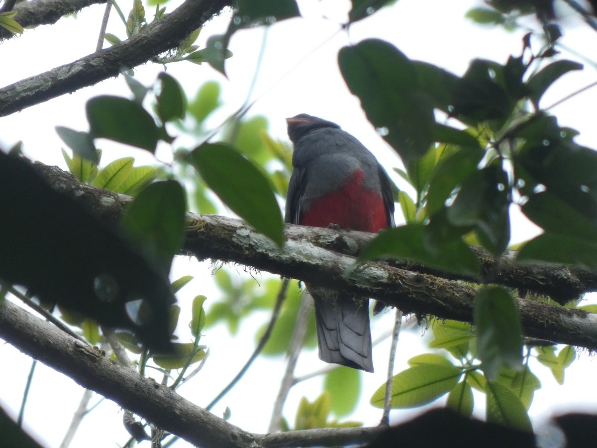 Slaty-tailed Trogon - ML648027120
