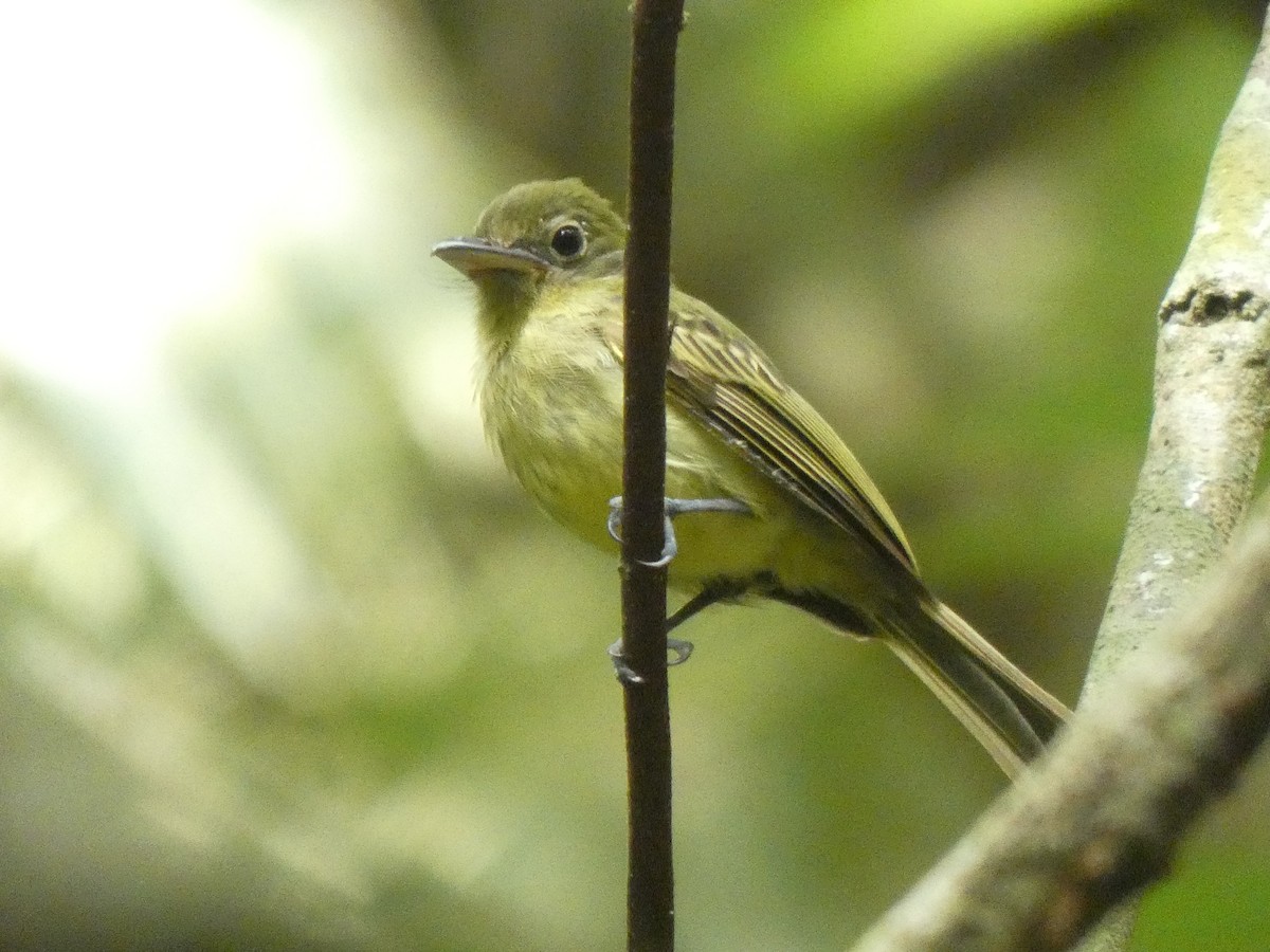 Western Olivaceous Flatbill - ML648027127