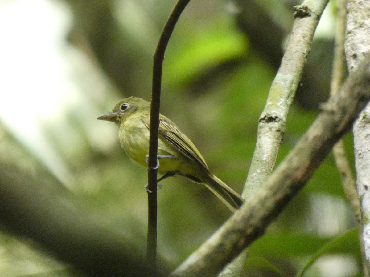 Western Olivaceous Flatbill - ML648027128