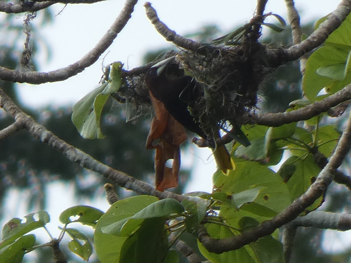 Chestnut-headed Oropendola - ML648027177