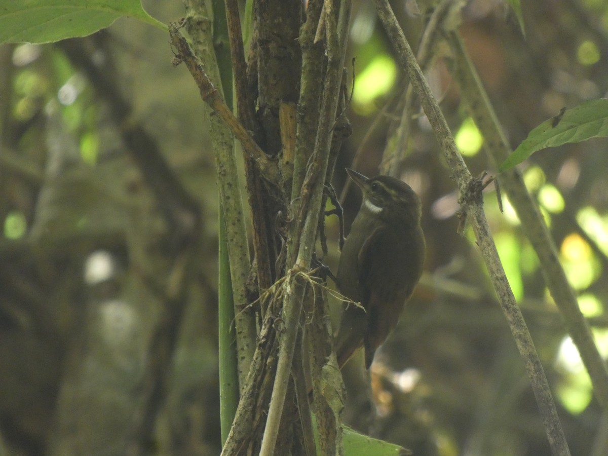 Northern Plain-Xenops - ML648027192