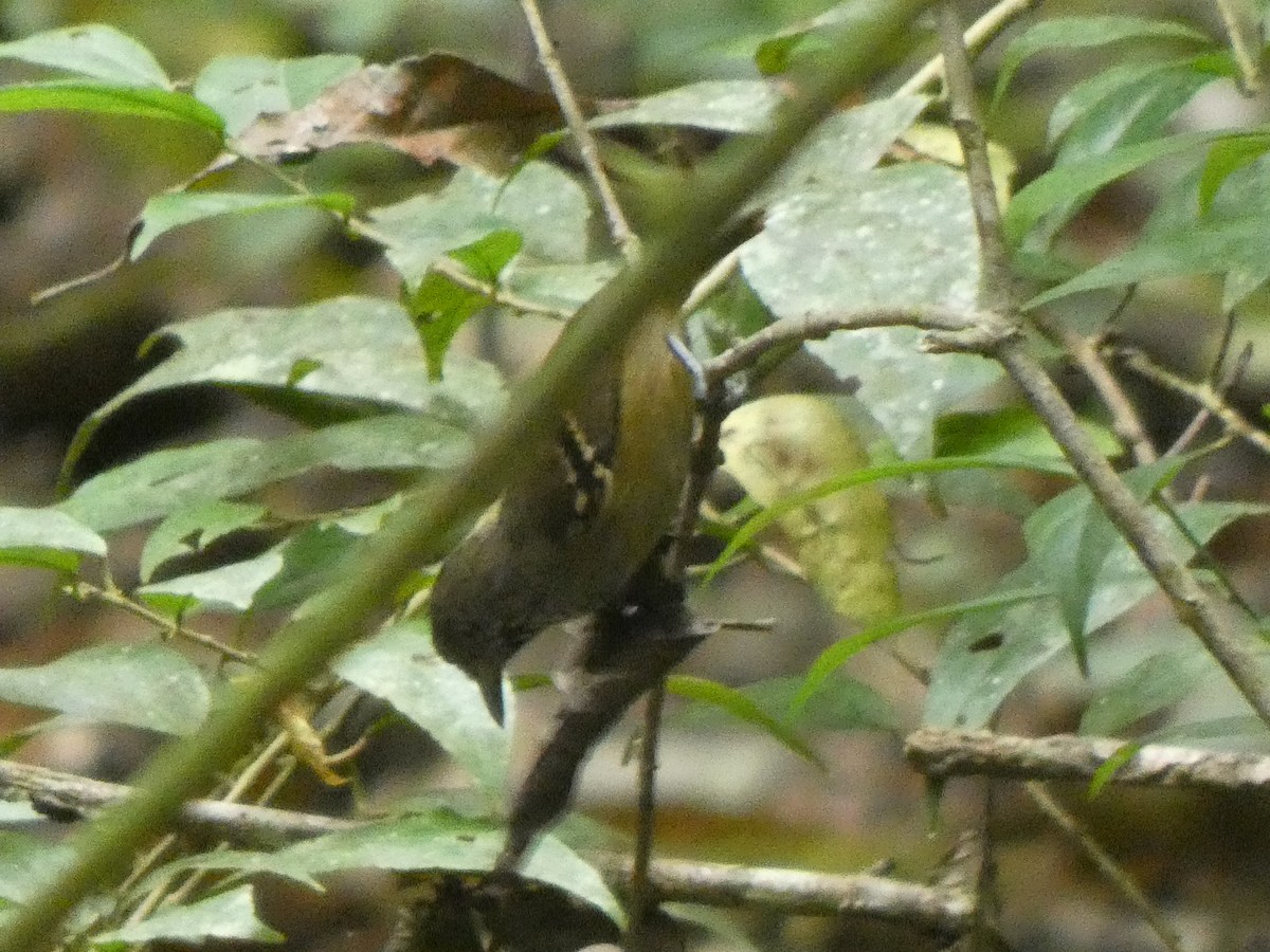 Checker-throated Stipplethroat - ML648027215