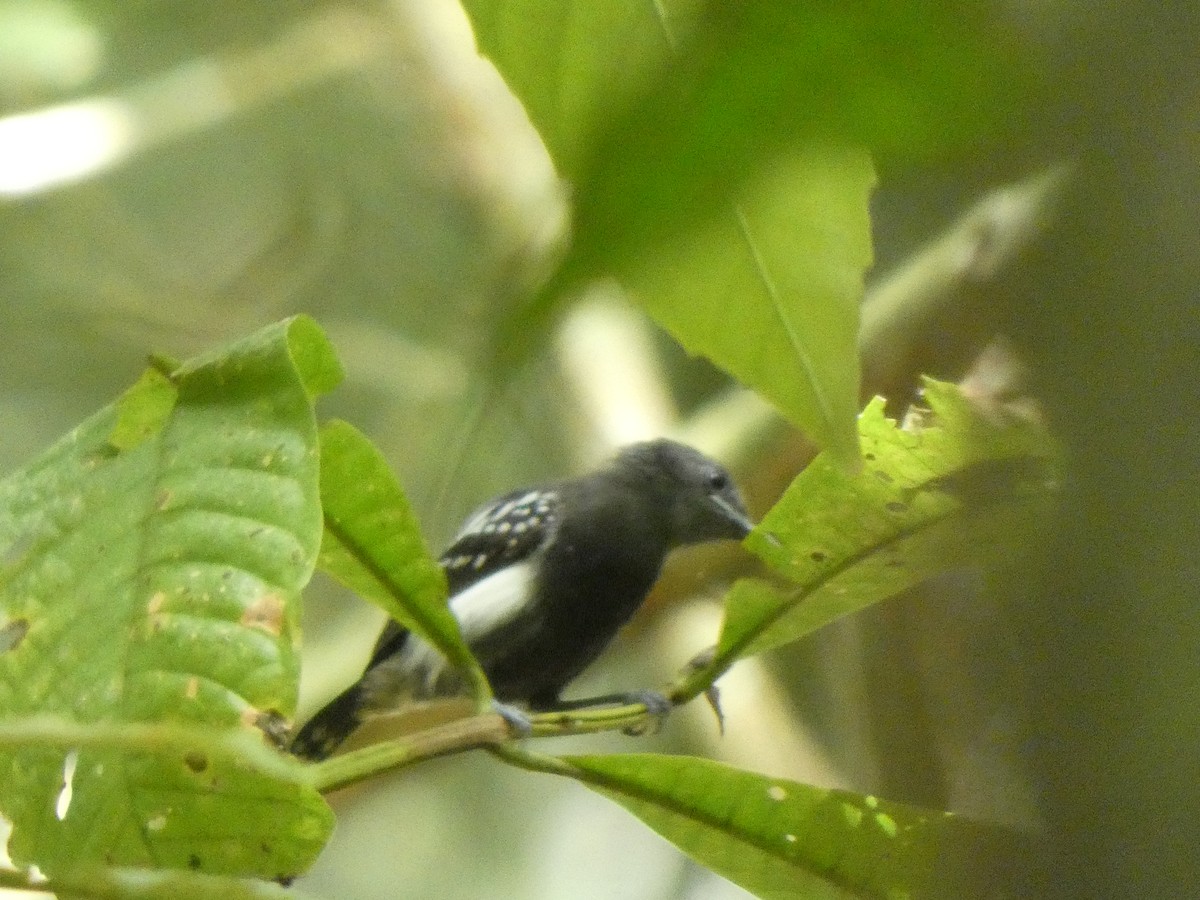 White-flanked Antwren - ML648027217