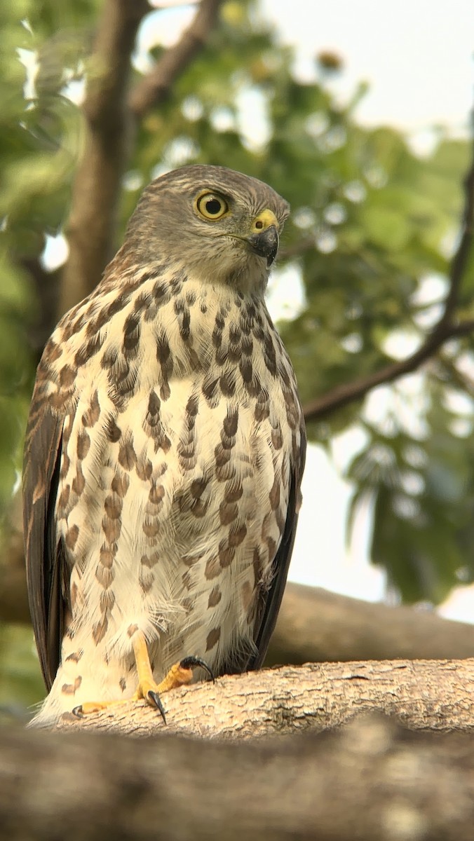 フィジーオオタカ - ML648028348