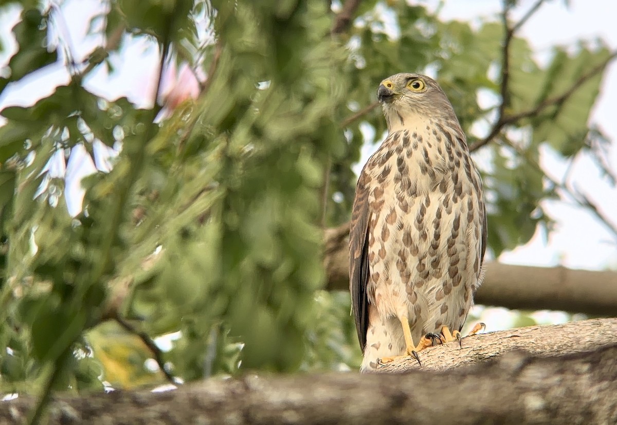 フィジーオオタカ - ML648028349