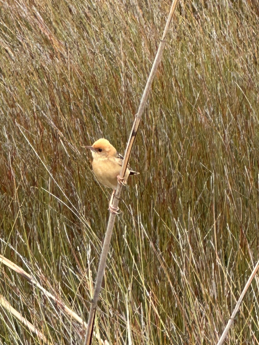 Golden-headed Cisticola - ML648028502