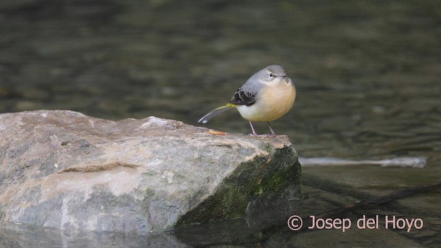 Gebirgsstelze - ML648028592