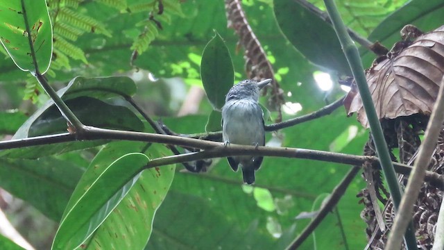 Spot-crowned Antvireo - ML648028644