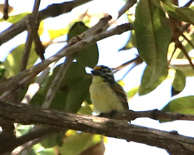 キビタイヒメゴシキドリ - ML648028682