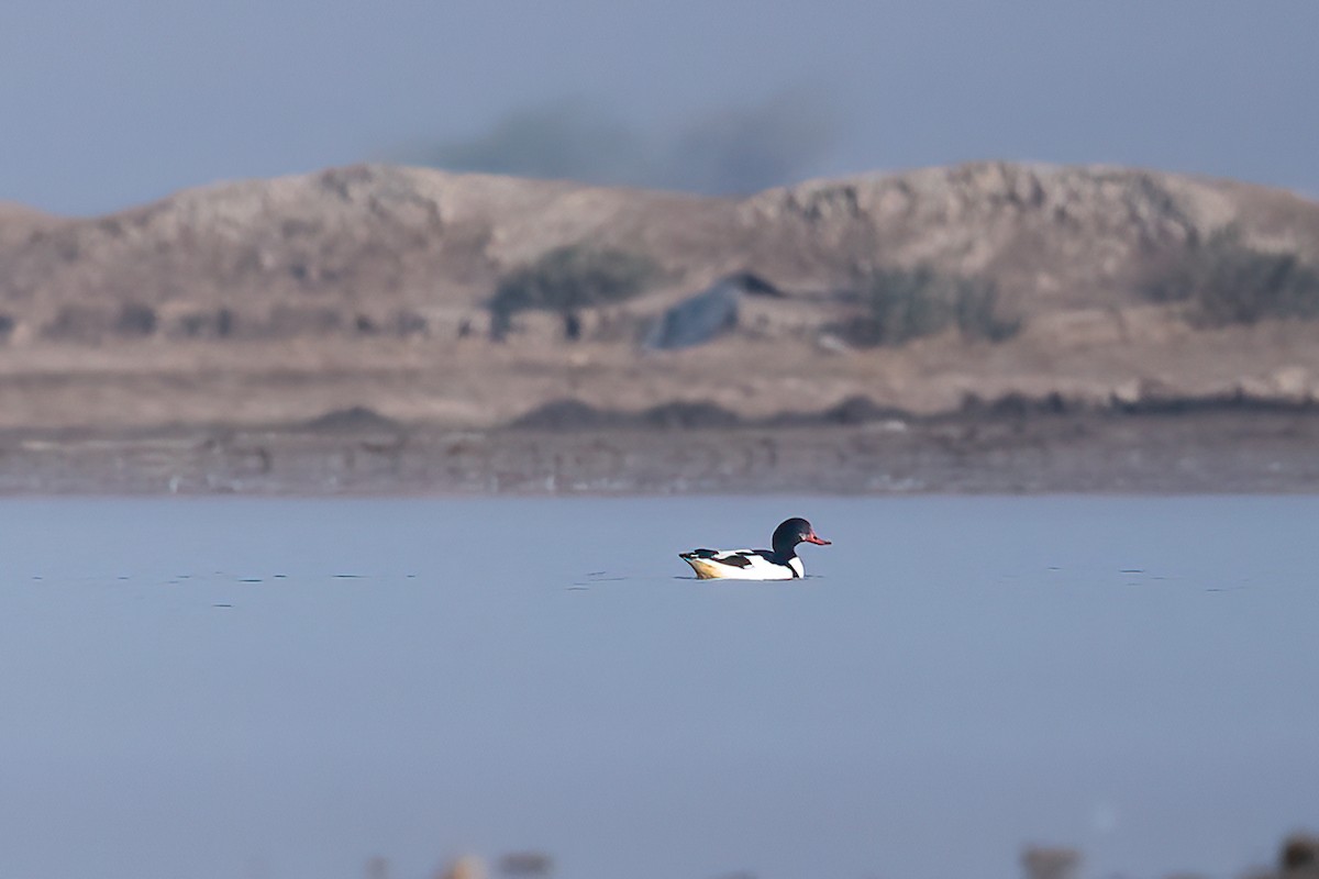 gravand - ML648029946