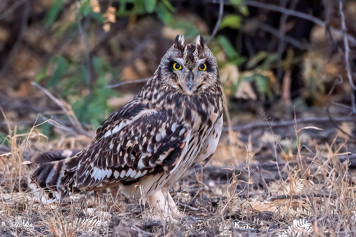 jordugle - ML648030049