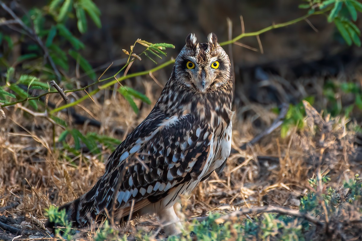 jordugle - ML648030051