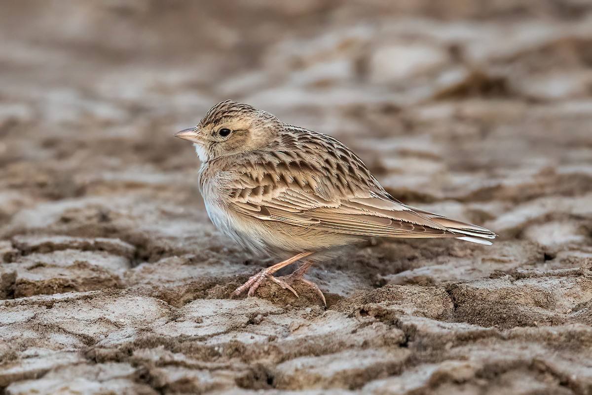 sanddverglerke - ML648030060