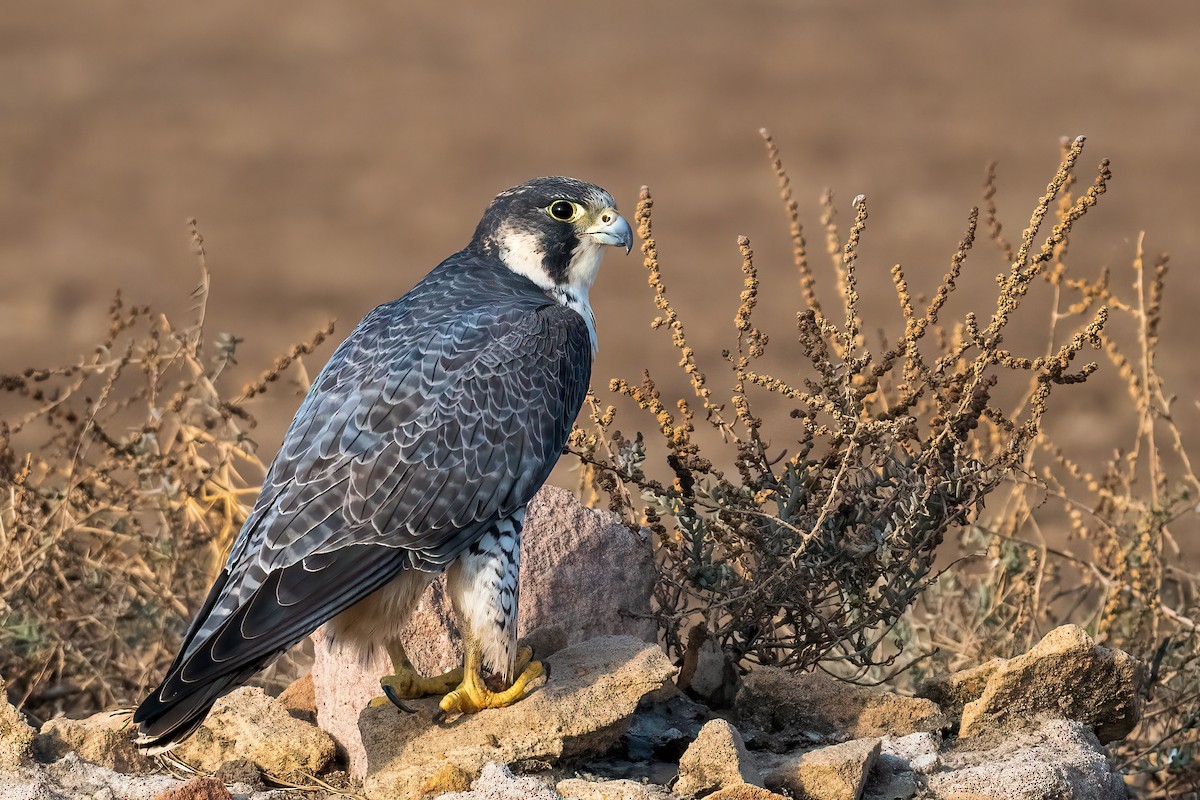 vandrefalk - ML648030077